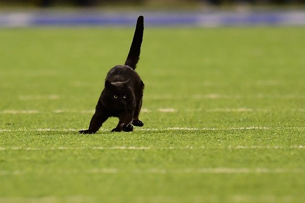 アメフトの試合に乱入した黒猫 タッチダウンを決める スタメンに起用されてしまう 動画 ハフポスト