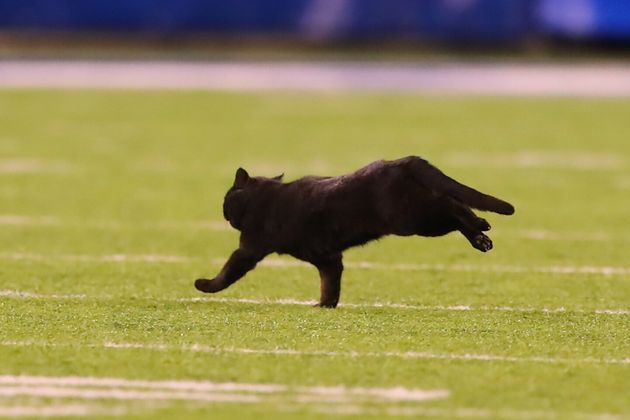 アメフトの試合に乱入した黒猫 タッチダウンを決める スタメンに起用されてしまう 動画 ハフポスト