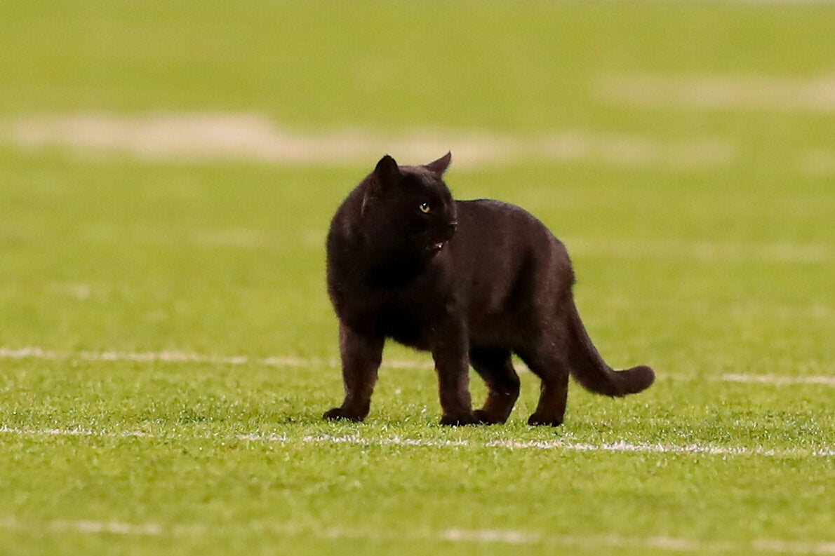 アメフトの試合に乱入した黒猫、タッチダウンを決める⇒スタメンに起用 