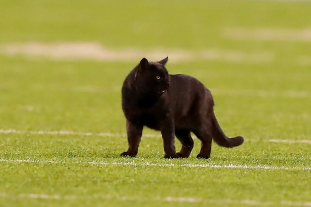 アメフトの試合に乱入した黒猫 タッチダウンを決める スタメンに起用されてしまう 動画 ハフポスト