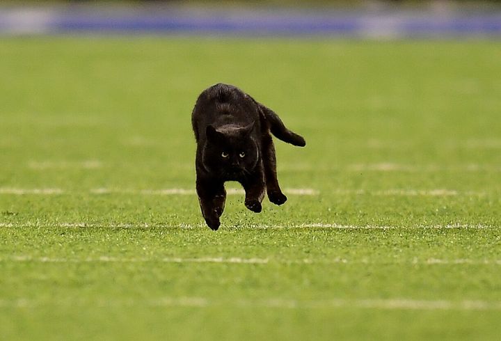 試合に乱入した黒猫