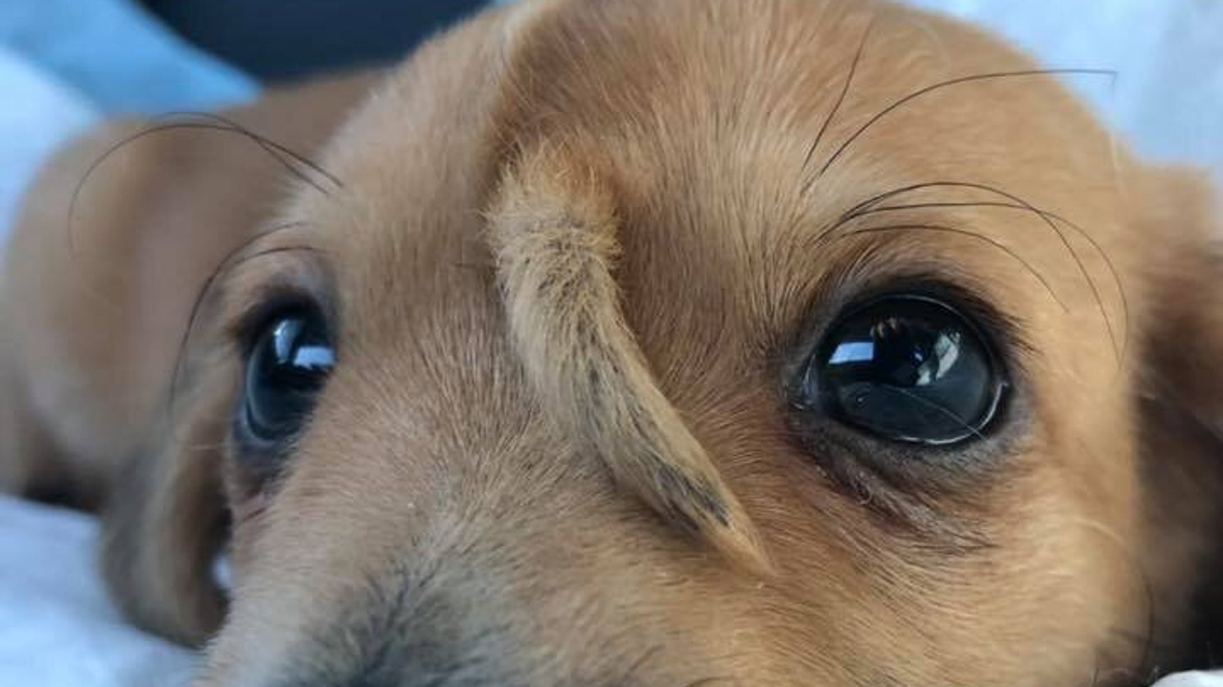 額にシッポが生えている子犬が 大人気に 違うって素晴らしいことなんだ ハフポスト World 額にシッポが生えている子犬が 大人気に 違うって素晴らしいことなんだ ハフポスト World