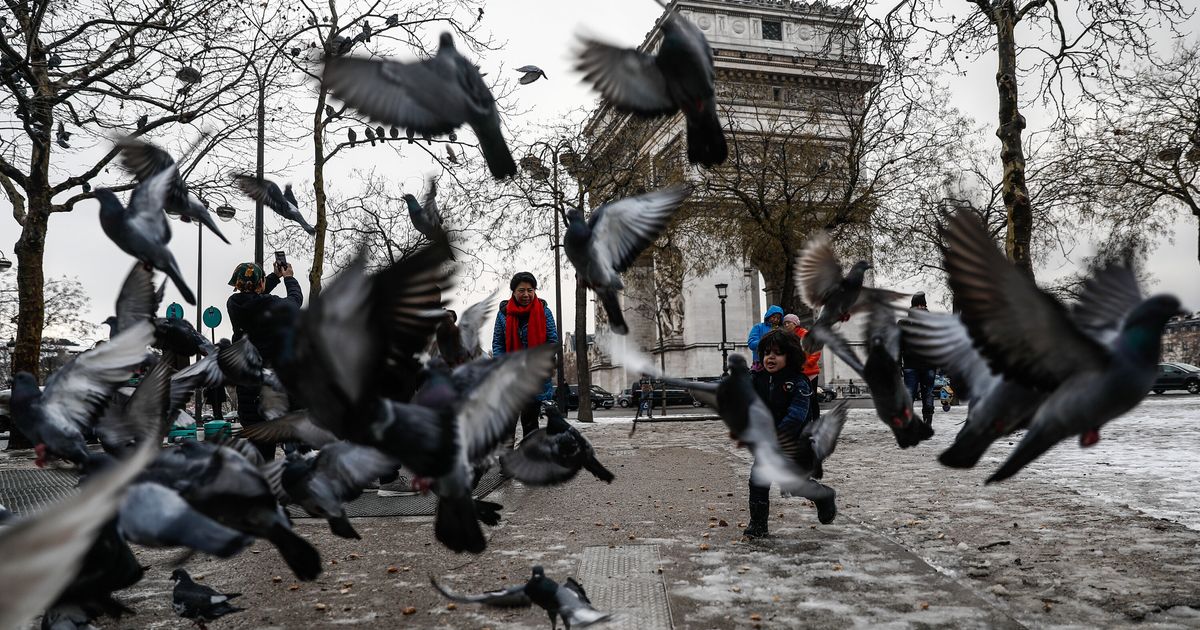 À Paris, les pigeons perdent leurs pattes à cause des coiffeurs (entre autres) - Le HuffPost