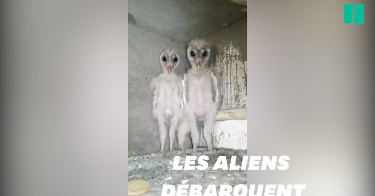 Des Ovnis Des Martiens Non Juste Deux Bebes Chouettes Le Huffpost