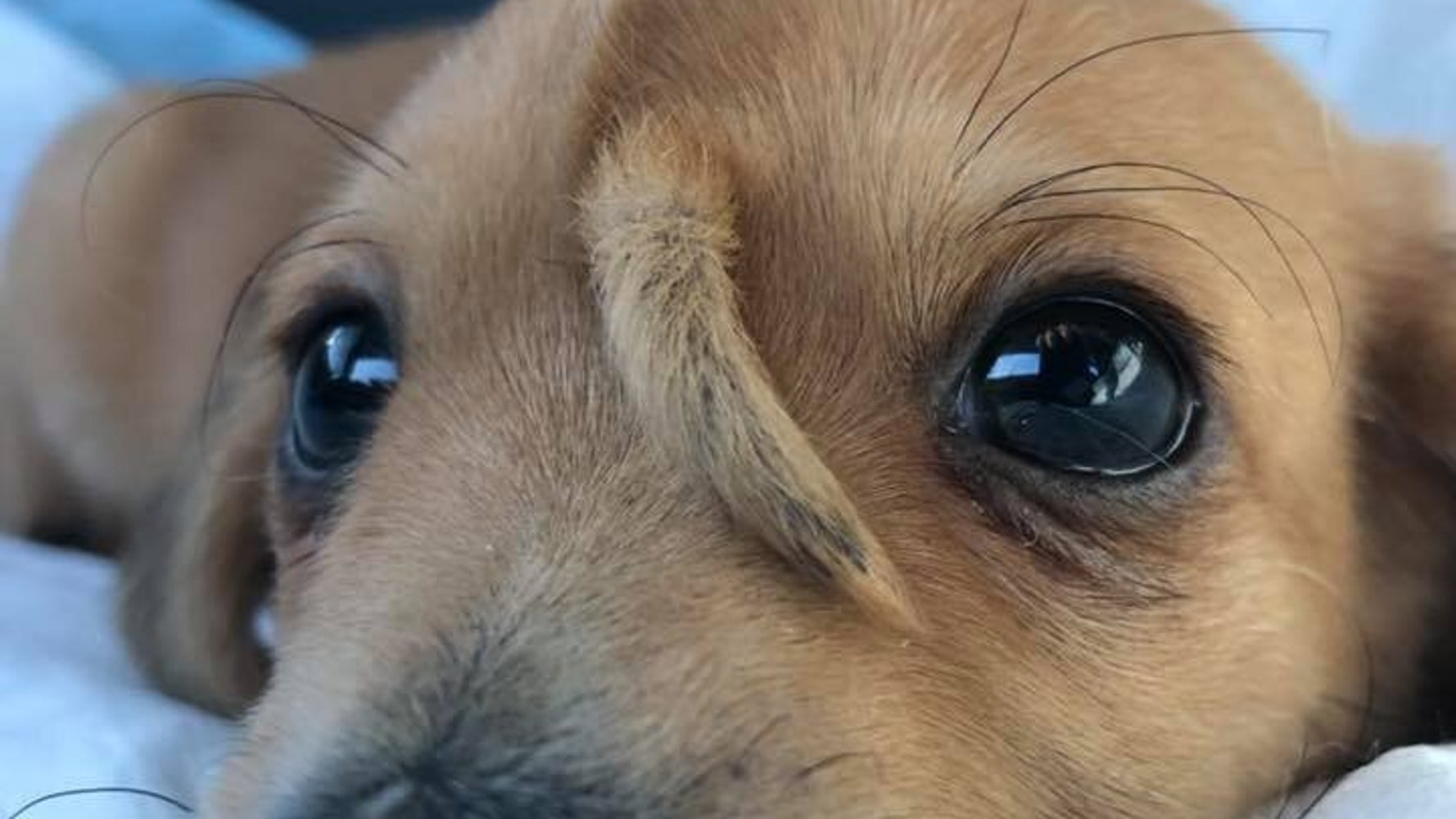 Ce Petit Chien Licorne Fait Fondre Tout Le Monde Et On Comprend Pourquoi Le Huffpost Ce Petit Chien Licorne Fait Fondre Tout Le Monde Et On Comprend Pourquoi Le Huffpost