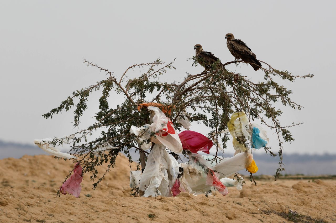 Black kites sit on a tree with plastic bags clinging to it after a storm near the Dudaim dump in Israel's Negev desert.