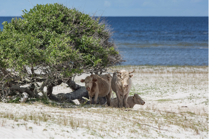 Cows on Cedar Island in North Carolina prior to Hurricane Dorian, as photographed by Paula O'Malley.
