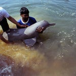 絶滅危惧のイルカをKDDIの研究員が調査。海中ケーブルの技術が意外な場所で役に立っていた。