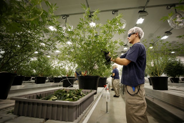 A worker collects cuttings from a marijuana plant at the Canopy Growth facility in Smiths Falls, Ont.,...