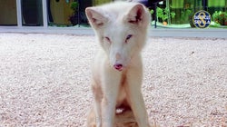 La Policía encuentra a un zorro ártico por las calles de