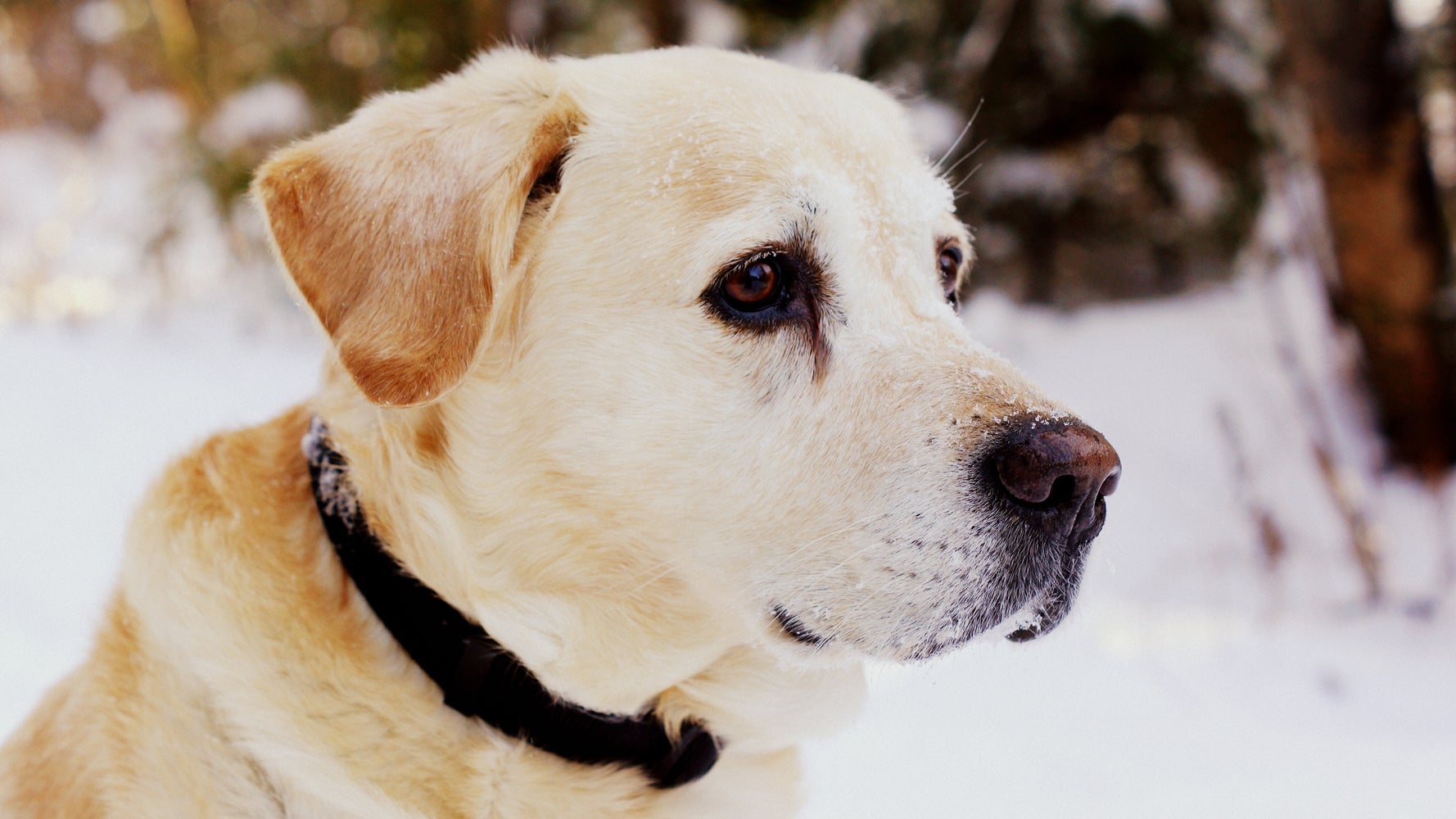 Comment Calculer L Age D Un Chien Des Scientifiques Ont Une Nouvelle Methode Le Huffpost Comment Calculer L Age D Un Chien Des Scientifiques Ont Une Nouvelle Methode Le Huffpost