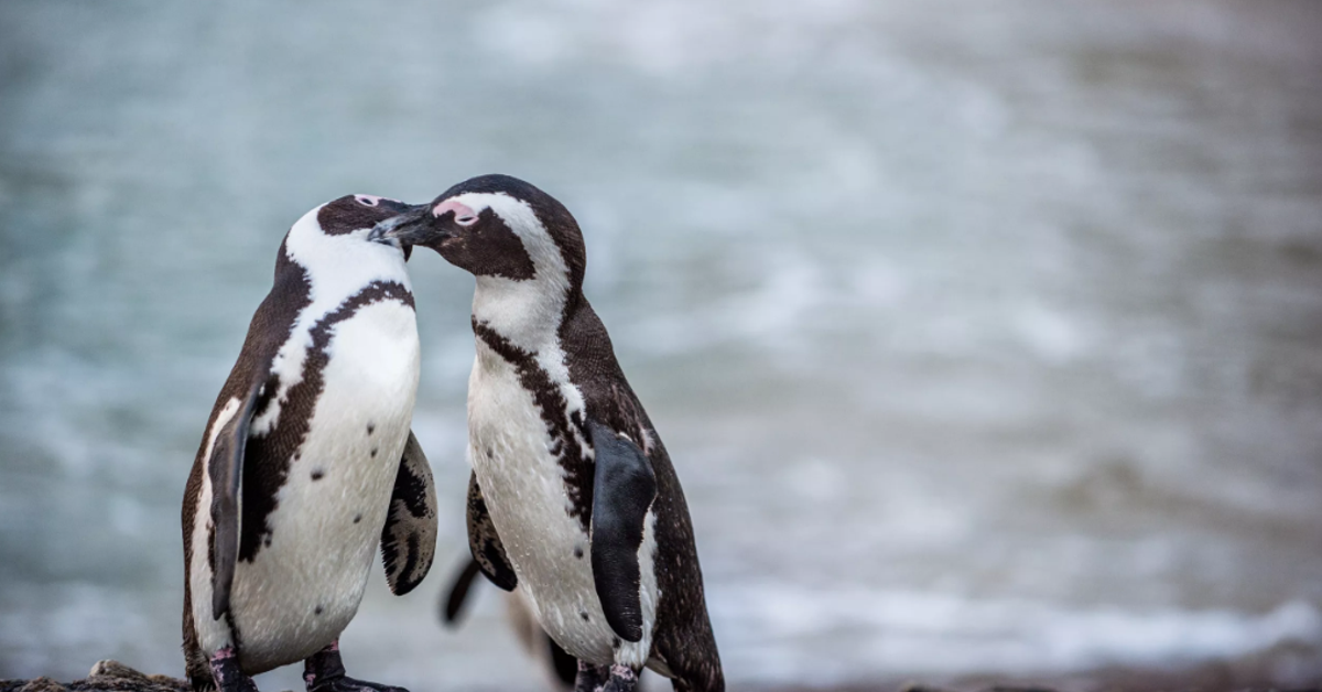 ゲイカップルのペンギン 盗んだ卵を大切にする姿に応援の声が上がる 画像 ハフポスト