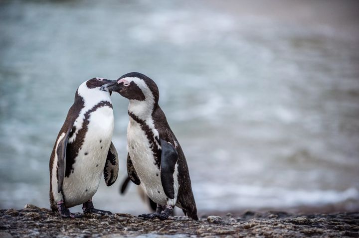 ペンギンのカップル（イメージ画像）
