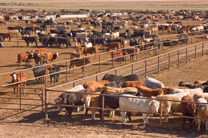 Cattle awaiting slaughter in feedlot in west Texas. Just over 40% of U.S. land is used for livestock, to rear them and to grow their food.