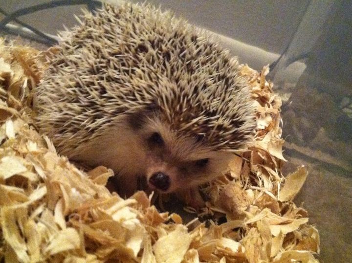 As Ellie the hedgehog exercised, she logged steps on her owner's pedometer.