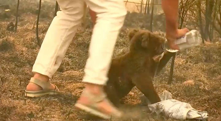 Woman saves burning koala near Port Macquarie with the shirt off her own back. 