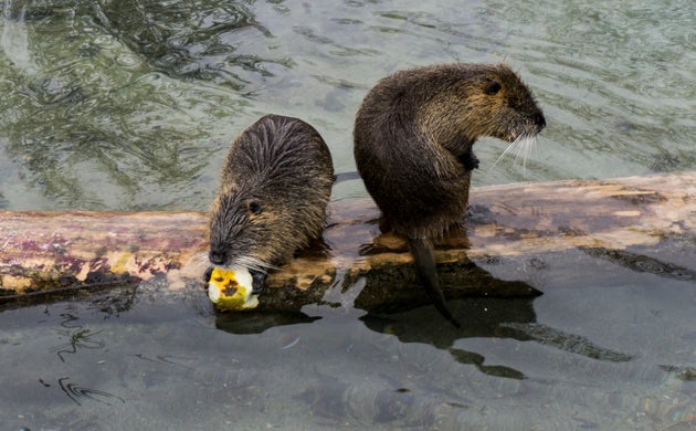 Deux couples de castors vont être réintroduits dans le sud de l'Angleterre. Les autorités...