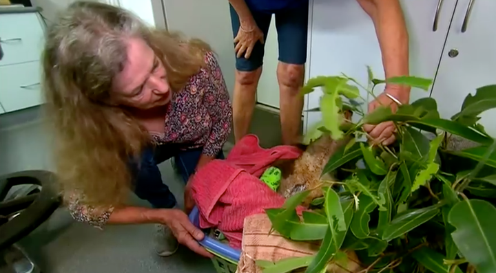 Lewis had been reunited with Toni Doherty who rescued him from a NSW bushfire near Long Flat, 49 kilometres west of Port Macquarie.