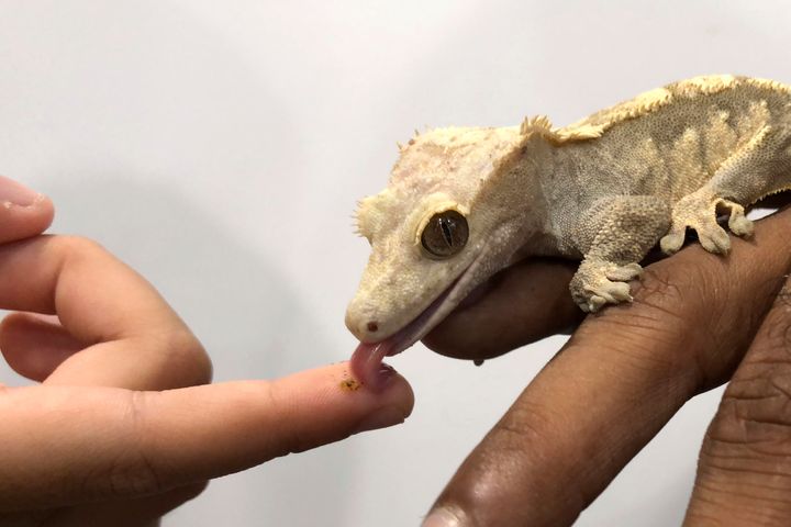 Η εικόνα αυτού του νεοσσού Gecko παραπέμπει σε ένα ερπετό - φίδι με πόδια