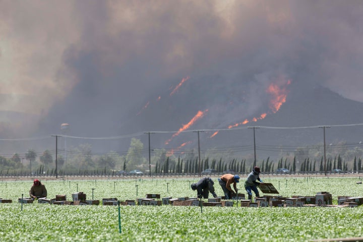 Farmers keep working as a wildfire on a hill burns in the background in Camarillo, California.