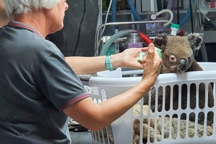 A koala named Peter being cared for at Port Macquarie Koala Hospital as the NSW bushfires rage on.