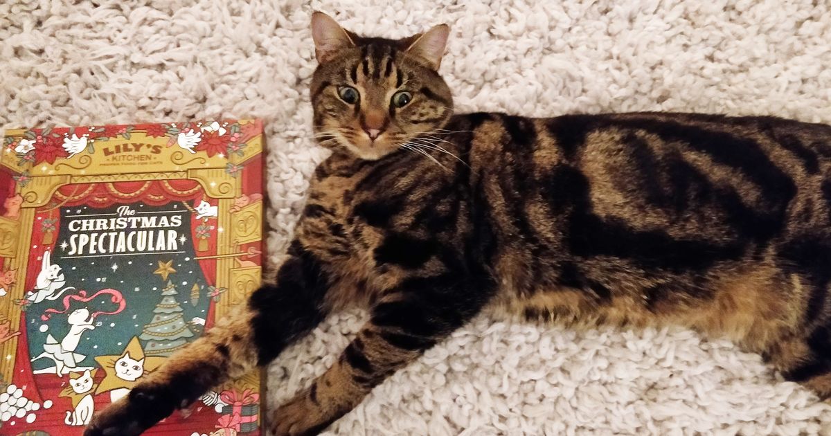 A Purrfect Review Of Lily's Kitchen Advent Calendar By My Cat