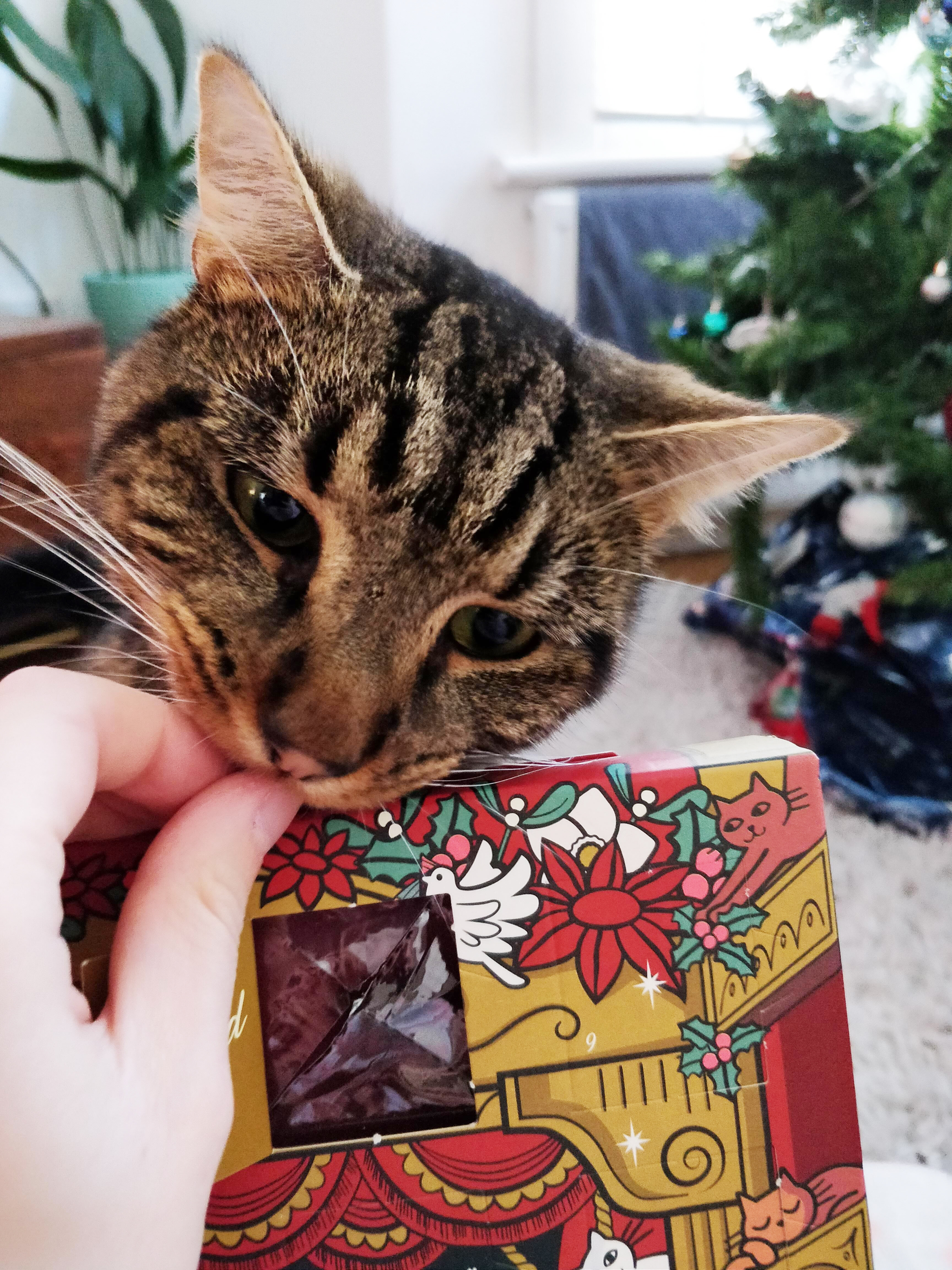 lily's kitchen advent calendar for cats