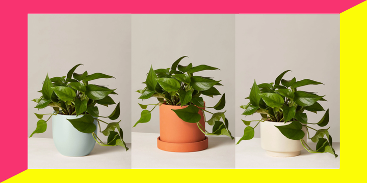 Friday, Nov. 22 only, you can get a medium-sized Pothos plant from The Sill for half-off. 