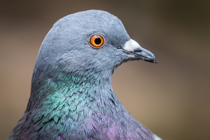 A pigeon