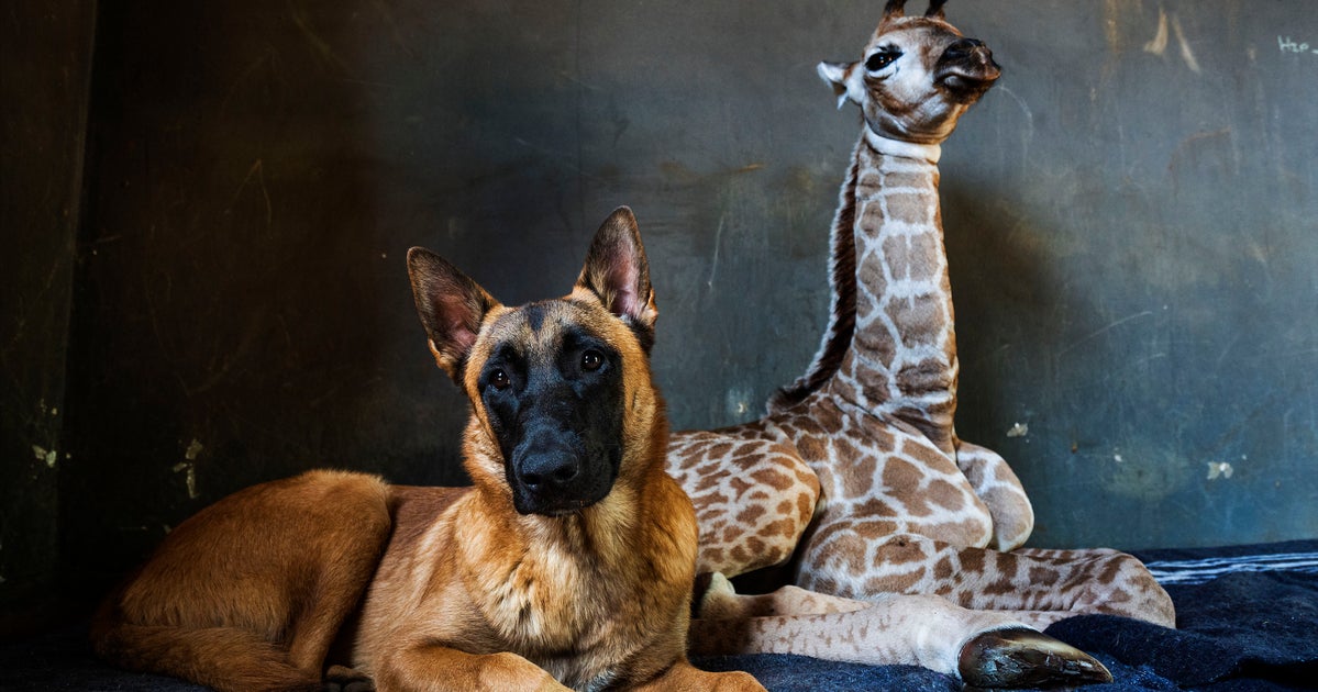 Как спят жирафы. Зоопарке жираф костюм. Собаки жирафы. Собака жираф. Жираф мем.