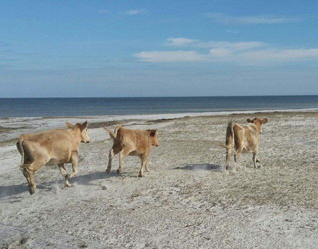 The three cows "kicked up their heels and ran down the beach" after being returned to their home on Cedar Island.