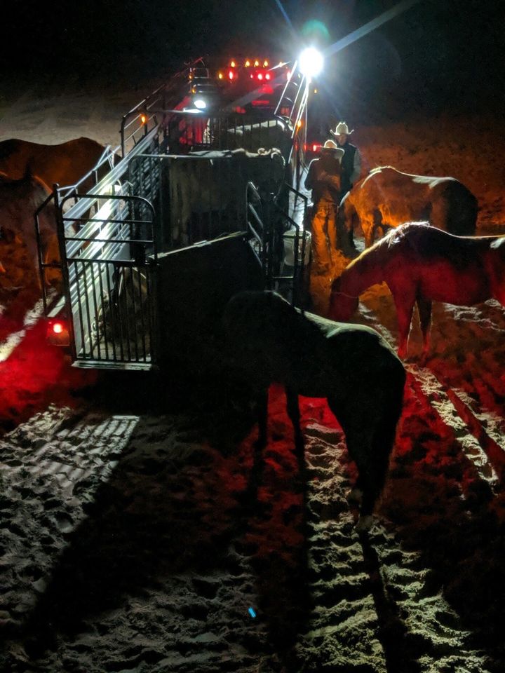 Wranglers stand with two cows corralled into trailers for transport, while their horses eat hay nearby.