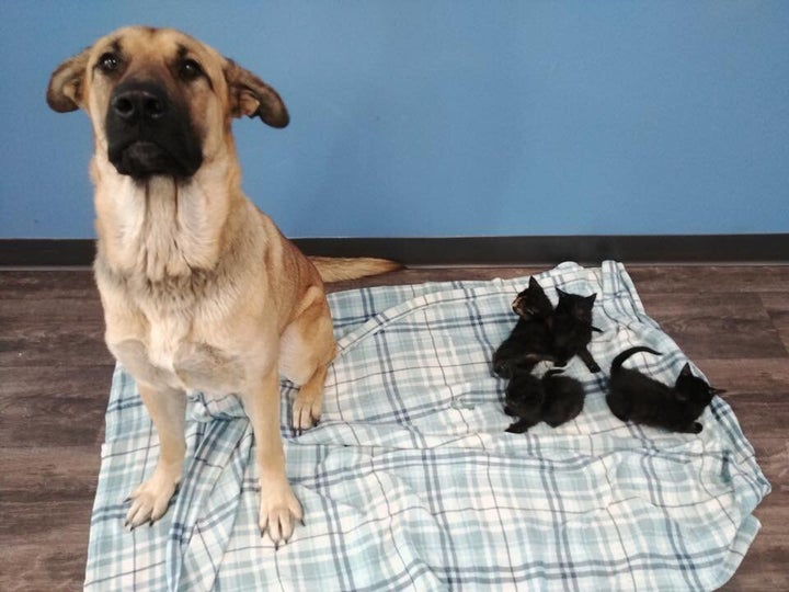 Serenity and the kittens she saved from the cold at Pet and Wildlife Rescue in Chatham-Kent, Ontario.