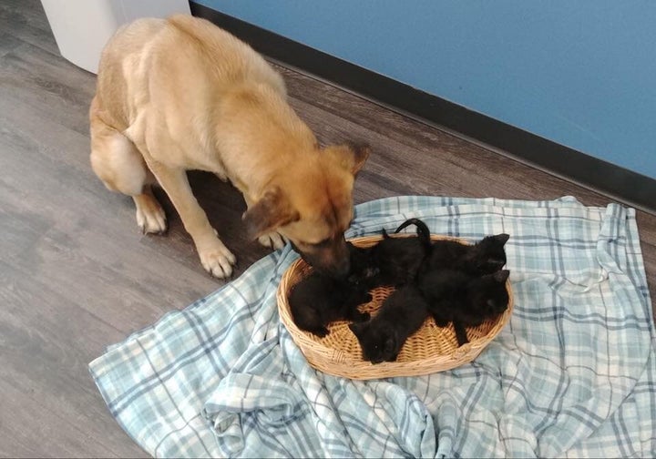 Serenity says "hello" to her kitten brood.