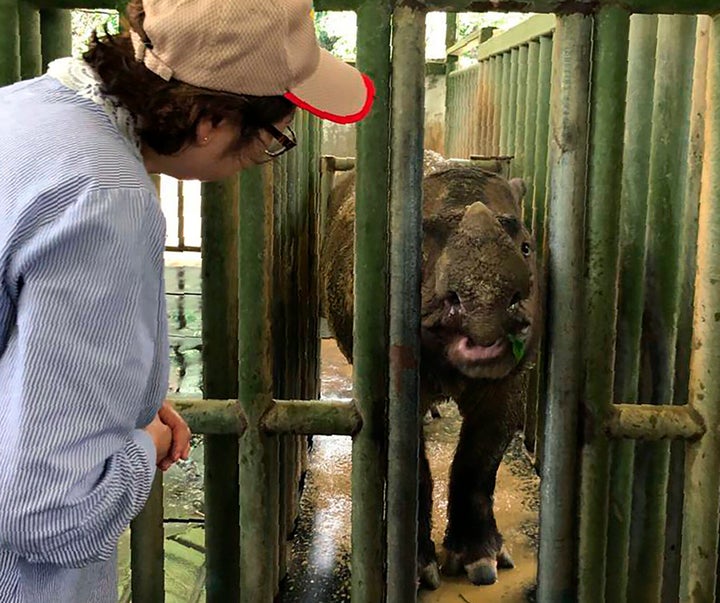 Iman the Sumatran rhino pictured in August with Christina Liew, Sabah's environment minister. Iman died on Saturday of complications from cancer.