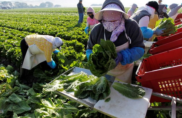 A crew harvests romaine lettuce in California on May 3, 2017.