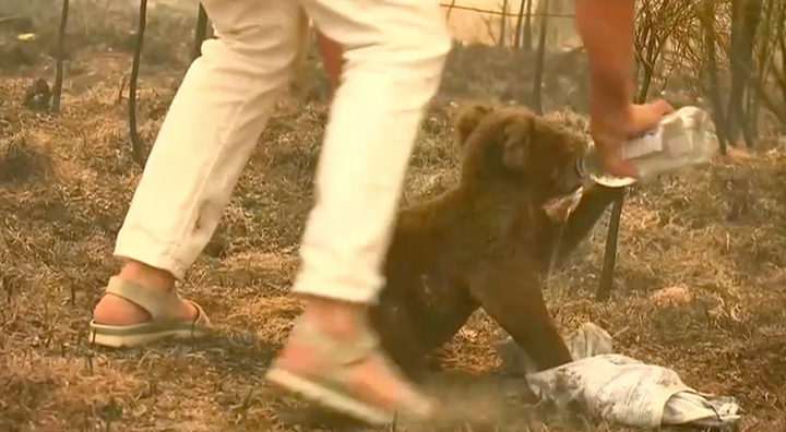 Woman saves burning koala near Port Macquarie with the shirt off her own back.