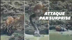 L’attaque éclair d’un python n’a laissé aucune chance à ce jeune