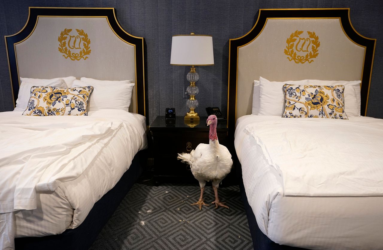This turkey is taking a day off, chilling in its room at the Willard Hotel after being introduced to members of the media during a press conference held by the National Turkey Federation on Nov. 25, 2019. 