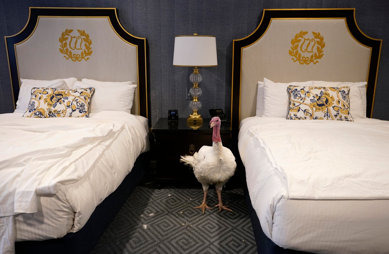 This turkey is taking a day off, chilling in its room at the Willard Hotel after being introduced to members of the media during a press conference held by the National Turkey Federation on Nov. 25, 2019.
