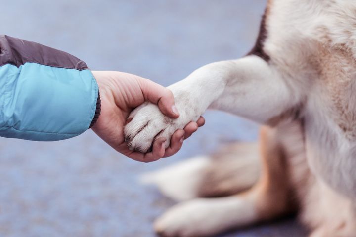 犬と人間が手をにぎり合う様子 イメージ写真