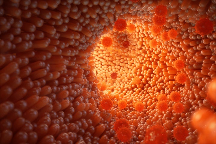 Ilustración del interior del intestino humano.