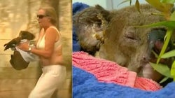 Le koala sauvé in extremis des flammes en Australie n’a pas survécu à ses