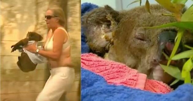 Lewis, le koala terriblement blessé et brûlé des suites d’un feu de forêt...
