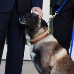 Aux États-Unis, la maltraitance animale est désormais un crime passible de 7 ans de