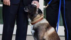 Aux États-Unis, la maltraitance animale est désormais un crime passible de 7 ans de