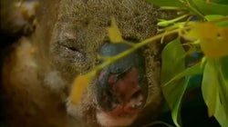 Muere Lewis, el koala rescatado de un incendio en