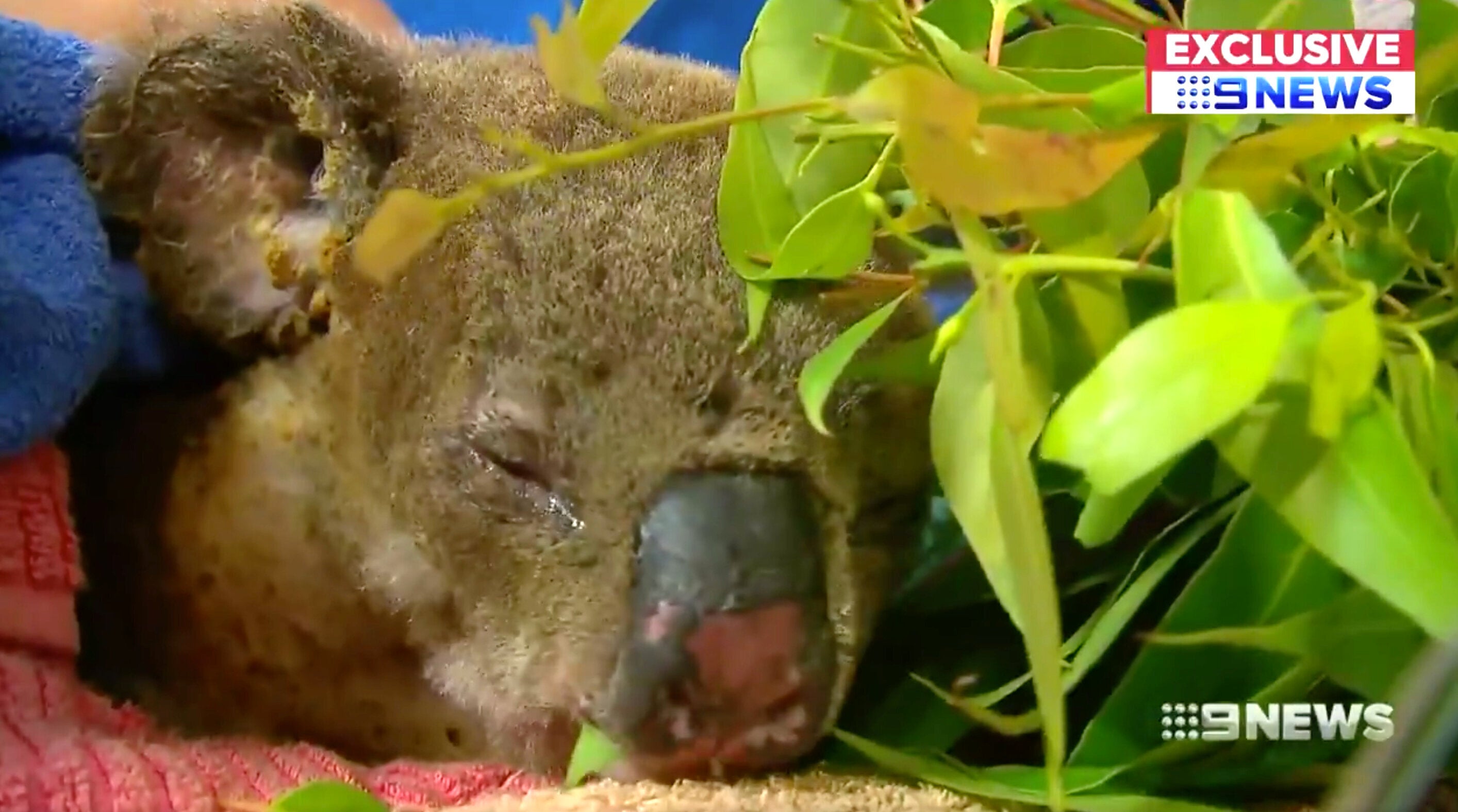 Koala That Rocketed To International Fame After Wildfire Rescue Dies