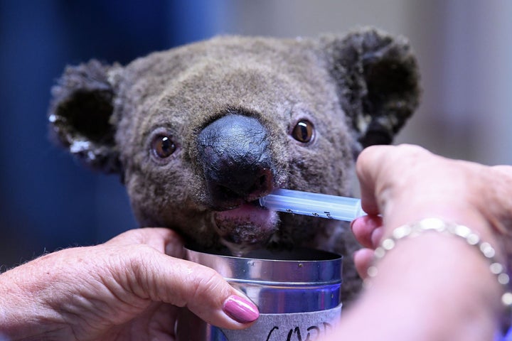 A dehydrated and injured Koala receives treatment at the Port Macquarie Koala Hospital in Port Macquarie on Nov. 2, 2019, after its rescue from a bushfire that has ravaged an area of over 2,000 hectares. Hundreds of koalas are feared to have burned to death in an out-of-control bushfire on Australia's east coast, wildlife authorities said Oct. 30.