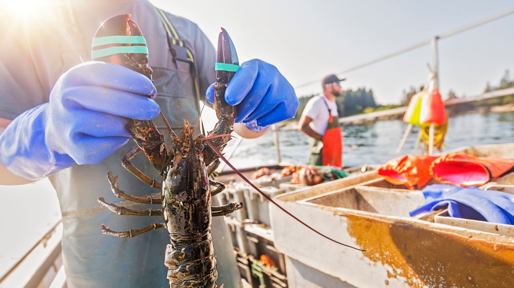 Dumping Day Marks The Start Of Nova Scotia's Lobster Season HuffPost News